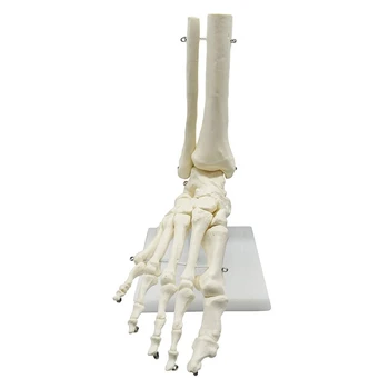 1:1 Човешки скелет крак анатомия модел крак и глезен с джолан анатомичен модел анатомия учебни ресурси