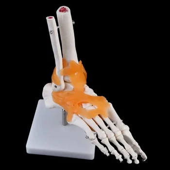 1: 1 Човешки скелет Човешки модел Съвместна медицинска анатомия Глезен Сухожилие Анатомично преподаване Учене Ресурсен инструмент Ръка Крак Нов