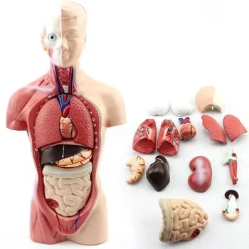 28cm Модел на тялото на човешкия торс Анатомия Анатомично сърце Мозъчен скелет Медицински вътрешни органи Преподаване на учебни пособия