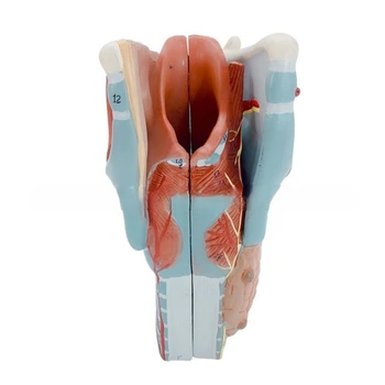 2x Увеличен ларинкс Анатомичен модел Анатомичен модел Анатомия на гърлото Модел Човешки органи Преподаване Prop