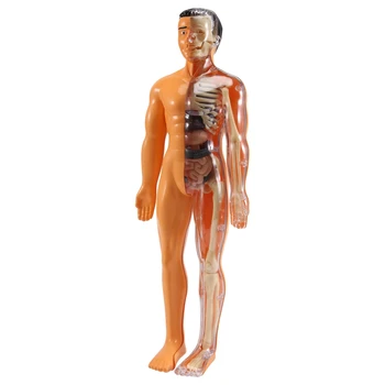 3D Анатомия на човешкото тяло Модел Деца Пластмасови DIY скелет играчка наука Помощни средства за ранно обучение Образователни играчки