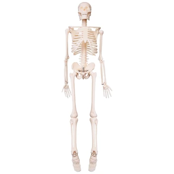 45CM Човешки анатомичен анатомичен скелет модел плакат Научете помощ анатомия човешки скелетен модел