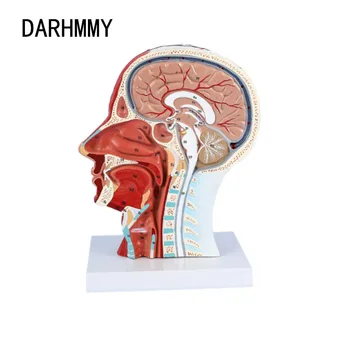 DARHMMY главата врата повърхностен нерв съдов мускул модел, човешки, череп с мускулни и нервни кръвоносни съдове модел преподаване модел