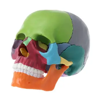 Dropship 15pcs / комплект разглобен цвят череп анатомичен модел разглобяеми медицински teachi