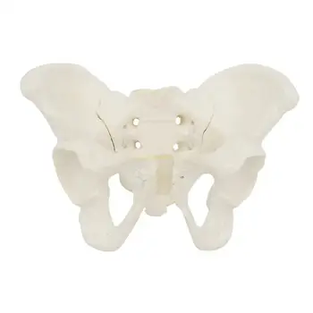 Life Size Женски тазов модел, анатомичен модел, тазов анатомичен модел на тазобедрената кост 63HD
