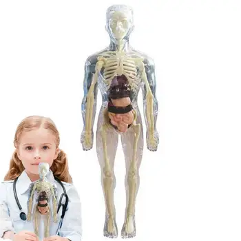 Toys Interactive Human Body 3D Body Organ Model Realistic Soft Human Body Anatomy Model Education Toys Removable Organ Bone