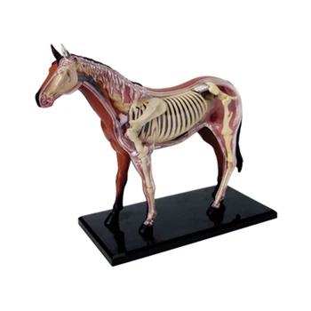 Анатомия на животински органи Модел 4D Конска интелигентност Сглобяване на играчки Преподаване на анатомия Модел DIY Научно-популярни уреди