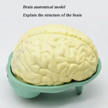Биологичен модел на анатомията на мозъка Прогимназиален биологичен експеримент Преподаване на СПИН за обяснение на структурата на мозъка